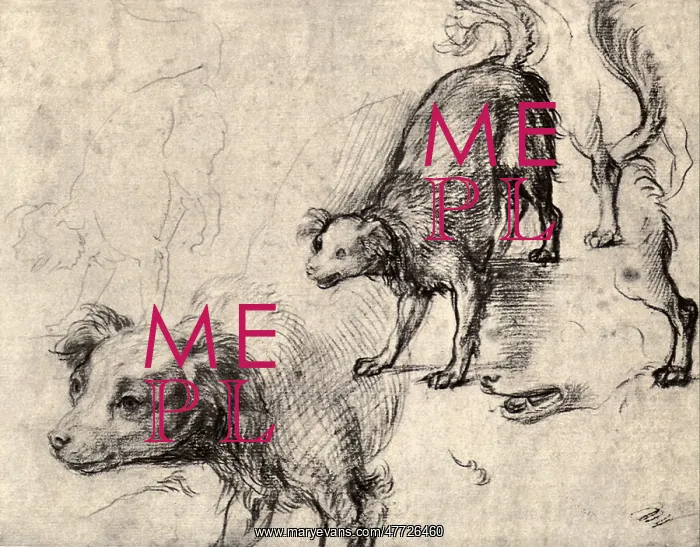  : Studies of a Dog, by Andrea del Sarto