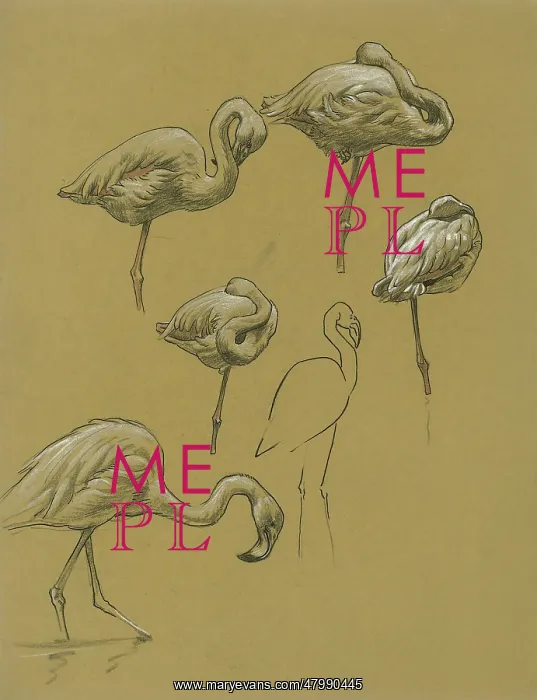  : Studies of Flamingoes