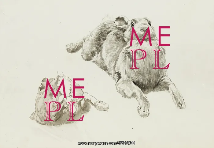  : Studies of a hare