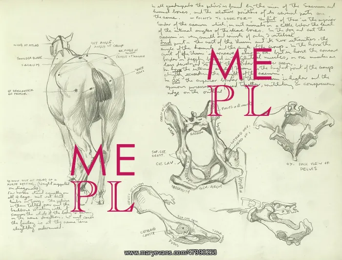 : Studies of a horse : Studies of a horse