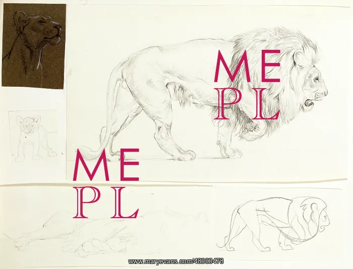  : Studies of lions
