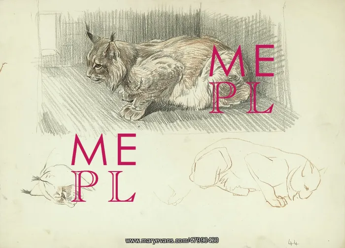  : Lynx. Studies of a lynx