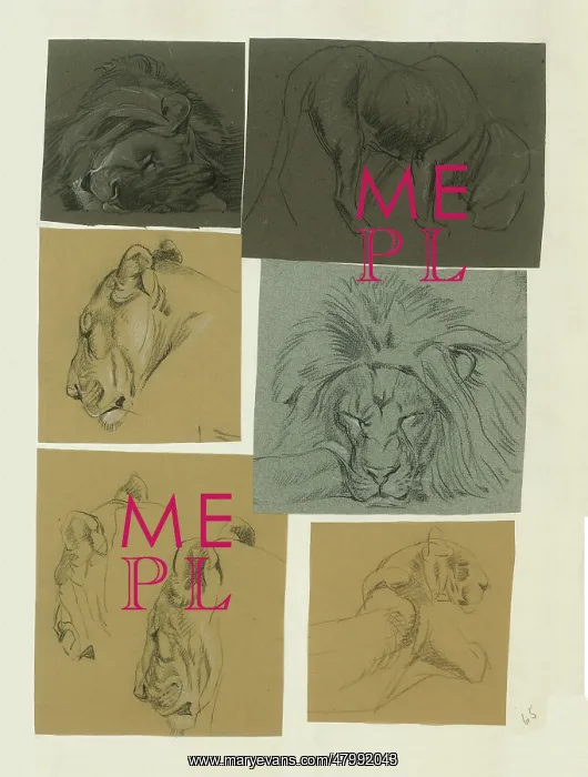  : Studies of male and female Lion