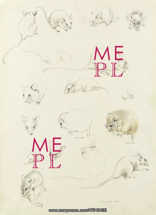  : Studies of mice