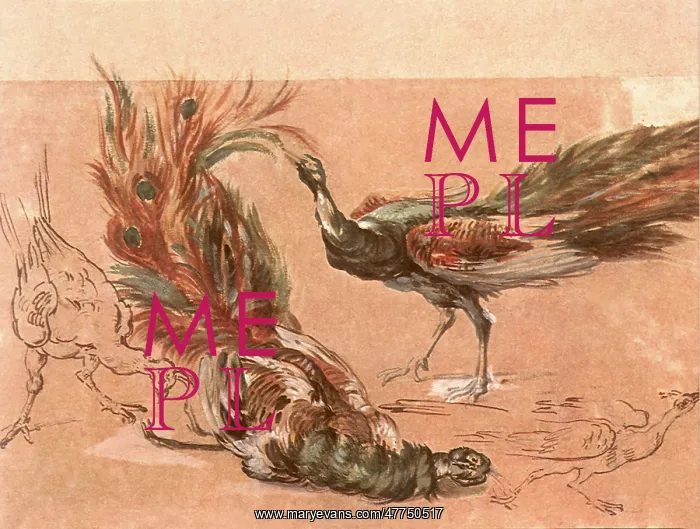  : Four Studies of Peacocks