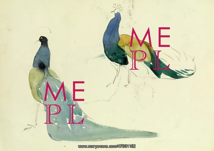 : Studies of peacocks
