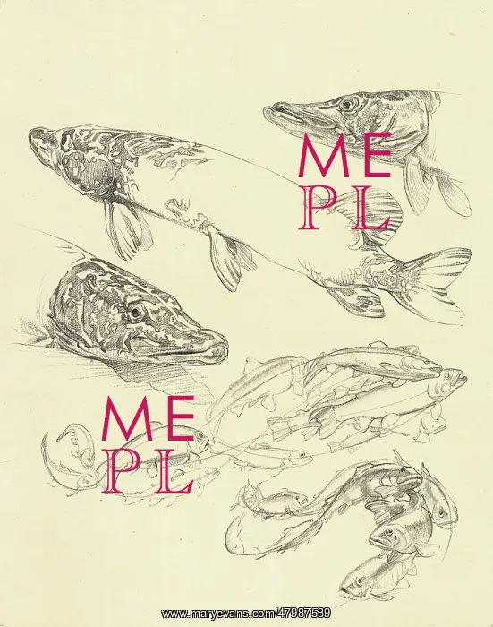 : Studies of pike : Studies of pike