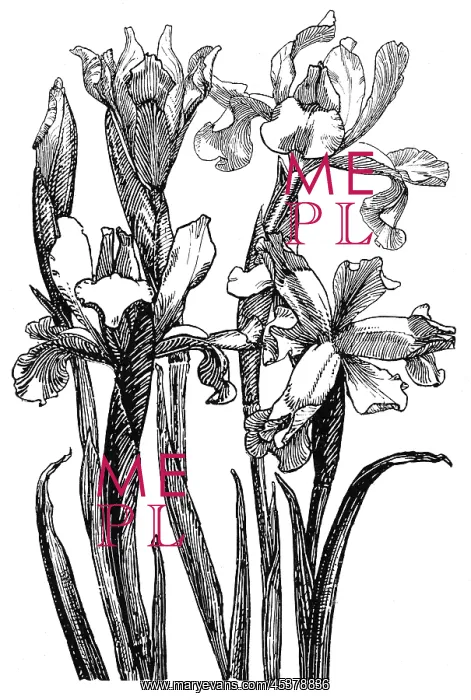 : Iris. Studies in plant form with suggestions for their application to design : Iris. Studies in plant form with suggestions for their application to design