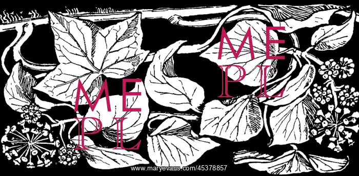 : Ivy. Studies in plant form with suggestions for their application to design : Ivy. Studies in plant form with suggestions for their application to design