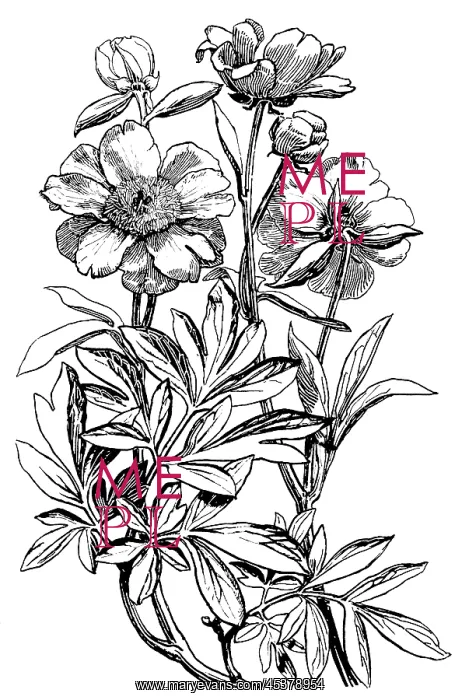 : Peony. Studies in plant form with suggestions for their application to design : Peony. Studies in plant form with suggestions for their application to design