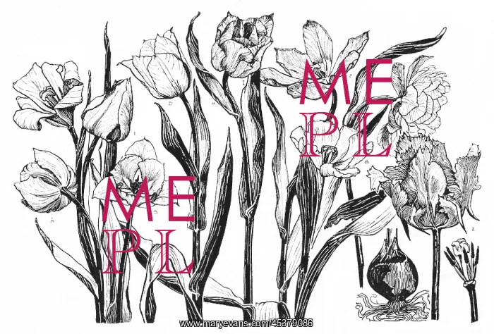: Tulip. Studies in plant form with suggestions for their application to design : Tulip. Studies in plant form with suggestions for their application to design