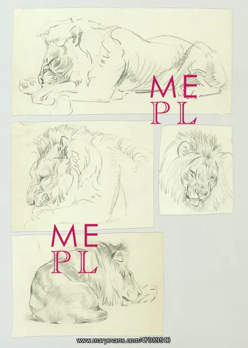 : Studies of a resting male Lion