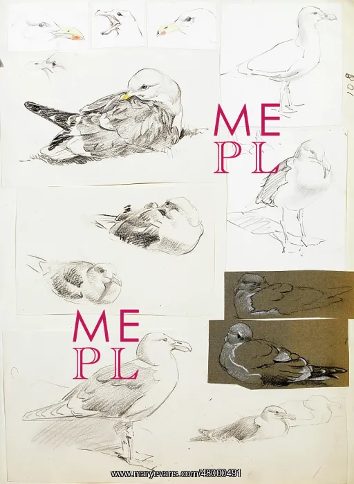  : Studies of seagulls