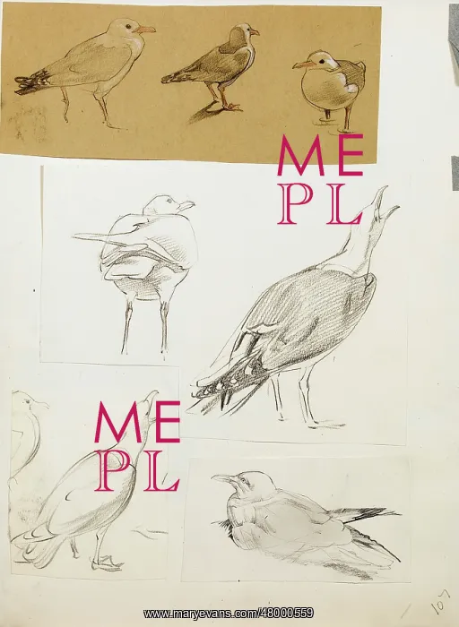  : Studies of seagulls