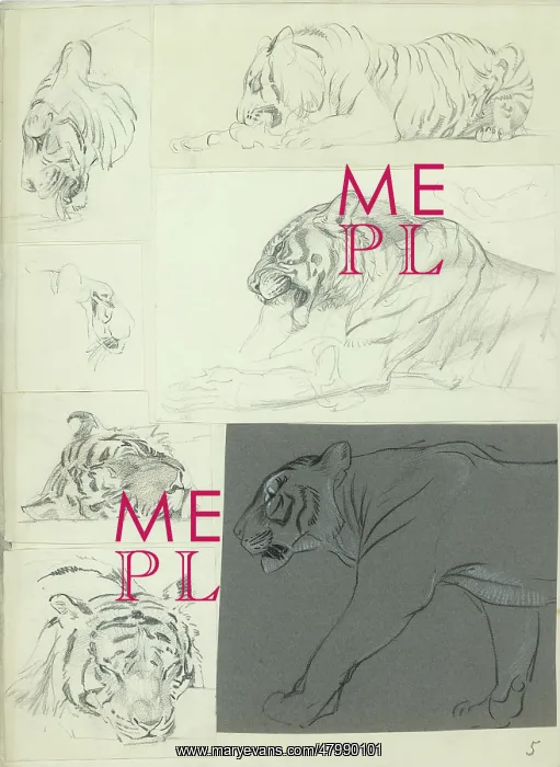  : Studies of a Tiger