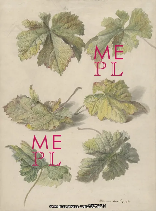 : Studies of Vine Leaves : Studies of Vine Leaves