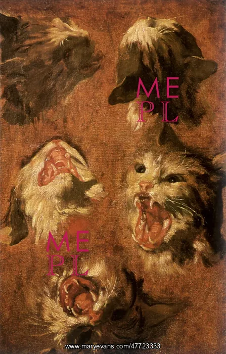 : Studies of a Wild Cat