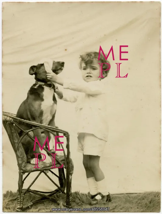 : Studio photo, boy putting blindfold on dog : Studio photo, boy putting blindfold on dog