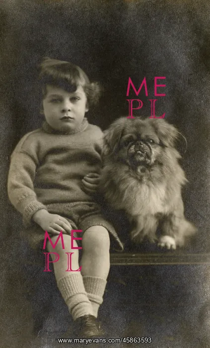: Studio portrait, boy with Pekingese dog : Studio portrait, boy with Pekingese dog