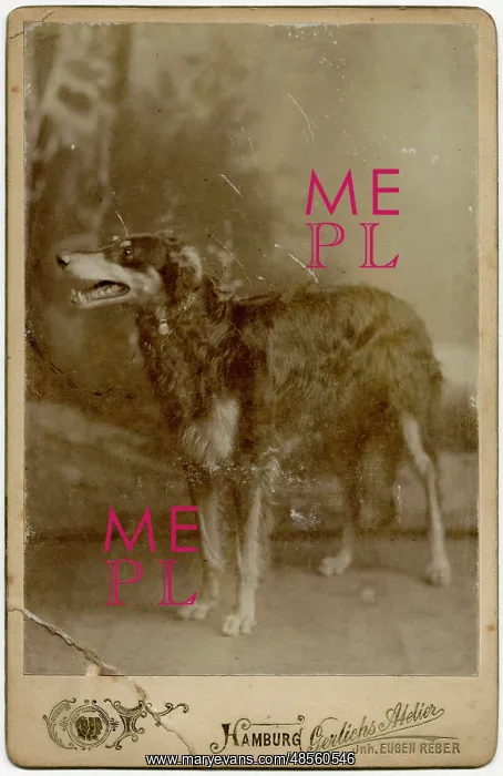  : Studio portrait of a dog