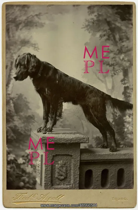  : Studio portrait, dog on a pedestal