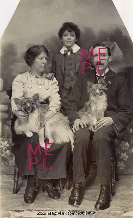 : Studio portrait, family of three with two dogs : Studio portrait, family of three with two dogs