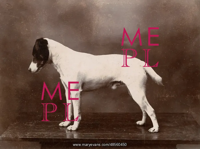  : Studio portrait of a Jack Russell terrier dog