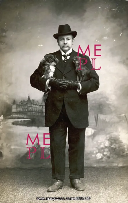 : Studio portrait, man with Pekingese dogs : Studio portrait, man with Pekingese dogs