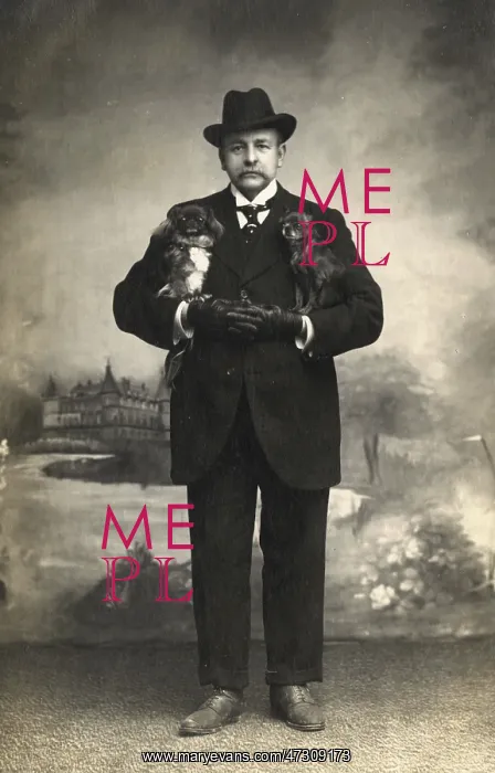 : Studio portrait, man with two Pekingese dogs : Studio portrait, man with two Pekingese dogs