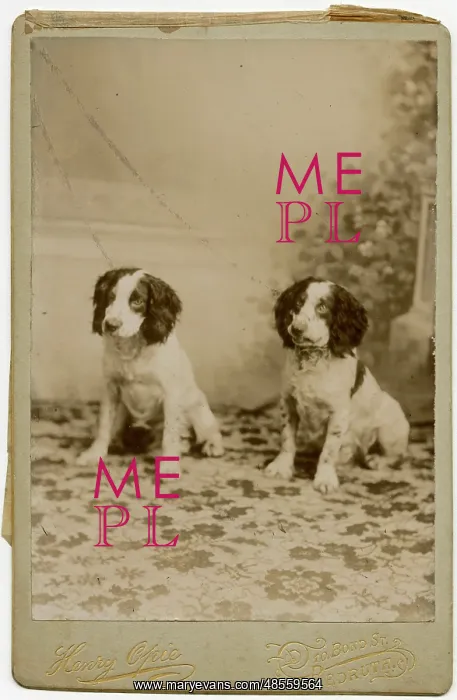  : Studio portrait, two spaniel dogs