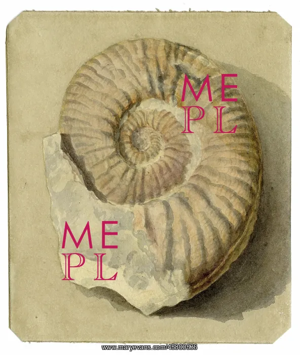 : Study of an ammonite : Study of an ammonite