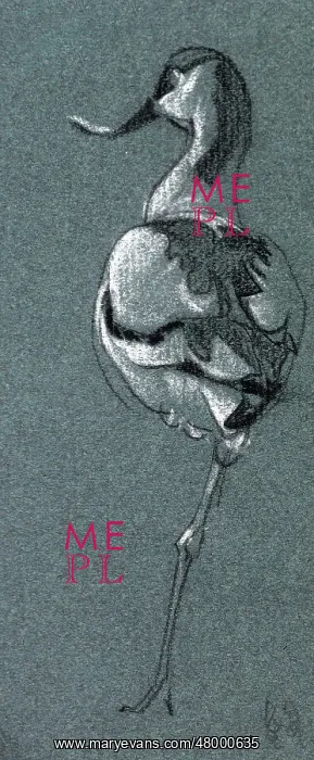 : Study of a bird