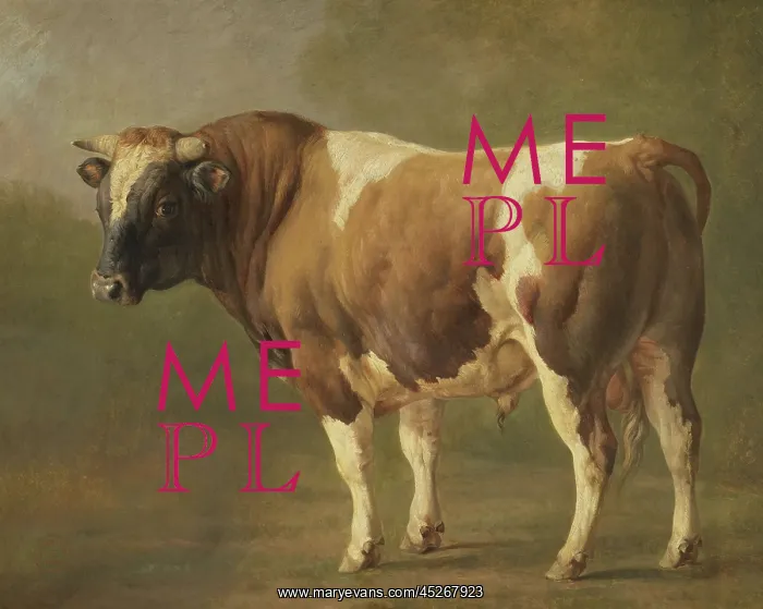 : Study of a Bull : Study of a Bull