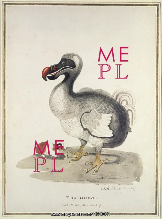 : Study of a Dodo and a Guinea-pig : Study of a Dodo and a Guinea-pig