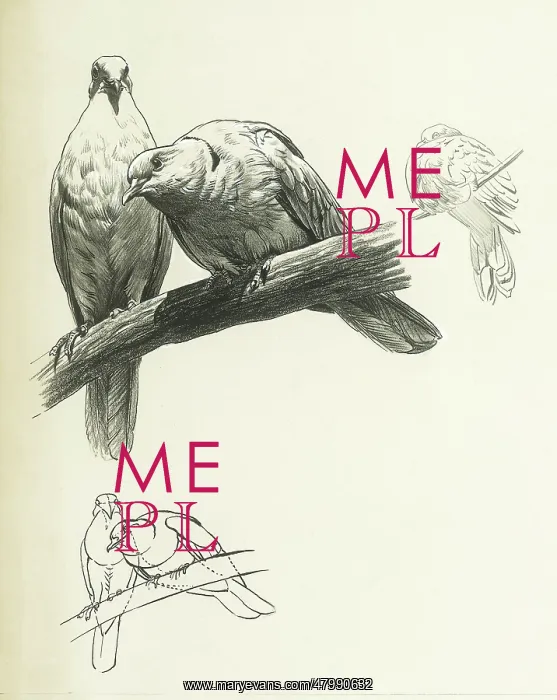  : Doves. A study of two doves on a branch