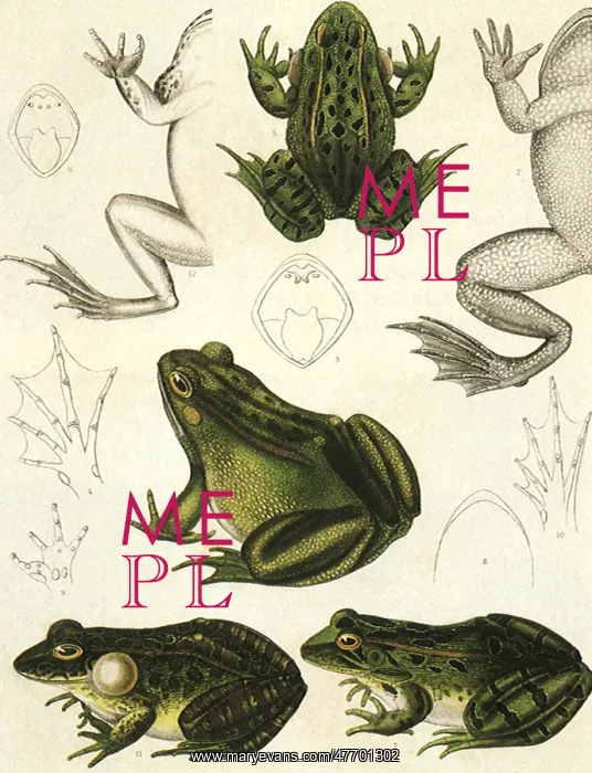 : Study of Frogs
