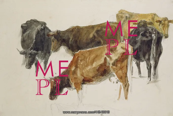 : Study of a Group of Cows : Study of a Group of Cows