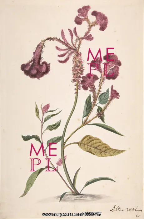 : Study of a Hanekam (Celosia argentea), n.d. Graphite : Study of a Hanekam (Celosia argentea), n.d. Graphite