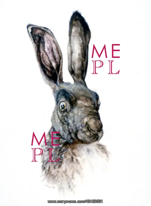 : Study of a Hare Artist: Albrecht Durer : Study of a Hare Artist: Albrecht Durer