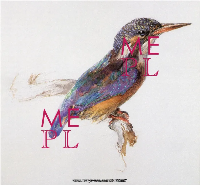  : Study of a Kingfisher, by John Ruskin