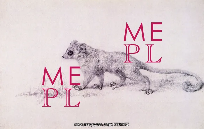 : Study of the Lemur walking to the Left... by Stubbs : Study of the Lemur walking to the Left... by Stubbs