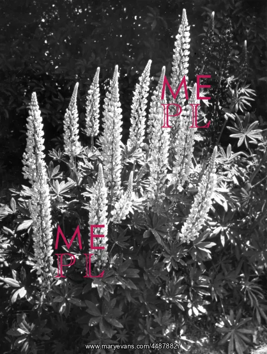  : STUDY OF LUPINS