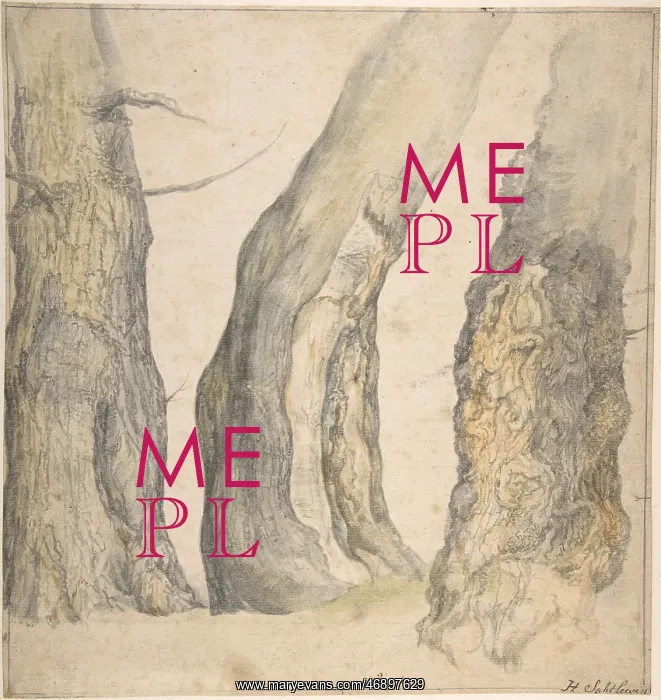 : Study of Three Old Gnarled Trees, 1660, Watercolor : Study of Three Old Gnarled Trees, 1660, Watercolor