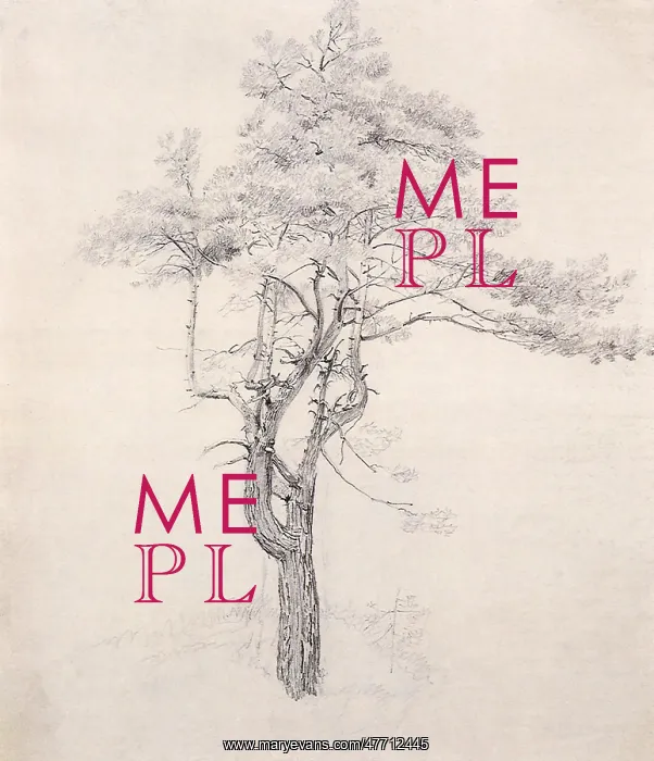 : Study of a Pine, by Caspar David Friedrich : Study of a Pine, by Caspar David Friedrich