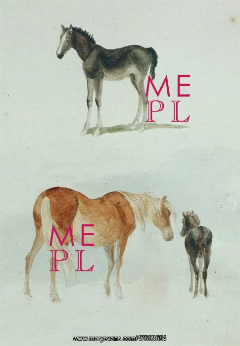 : Study of Pony and Foals : Study of Pony and Foals