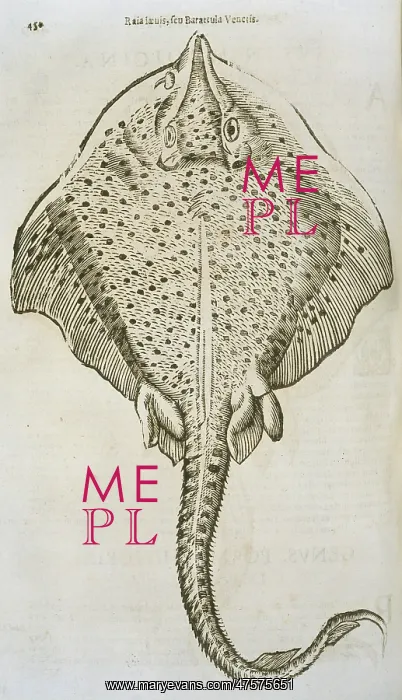 : Study of a ray : Study of a ray