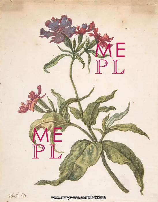 : Study of a red catchfly (Lychnis hirsuta), 1680 : Study of a red catchfly (Lychnis hirsuta), 1680