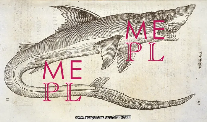 : Study of shark : Study of shark