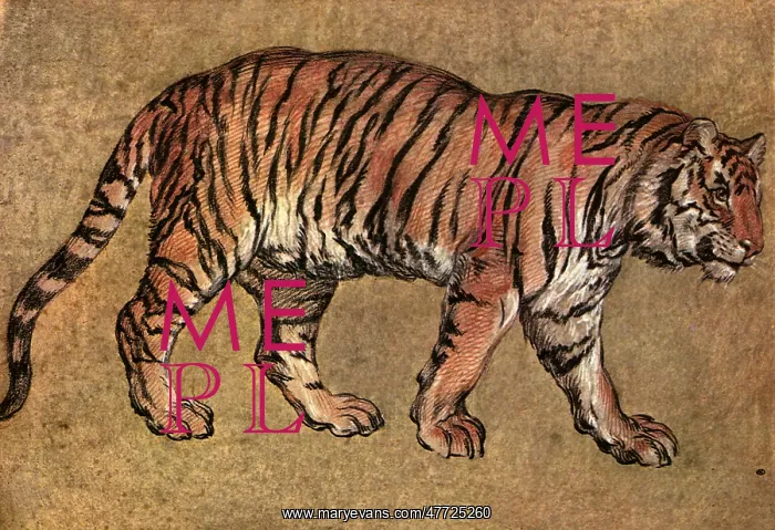  : Study of a Tiger