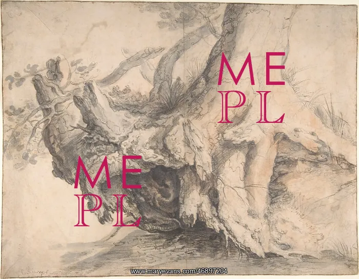: Study of a Tree, ca. 1606?7, Gray watercolor wash : Study of a Tree, ca. 1606?7, Gray watercolor wash